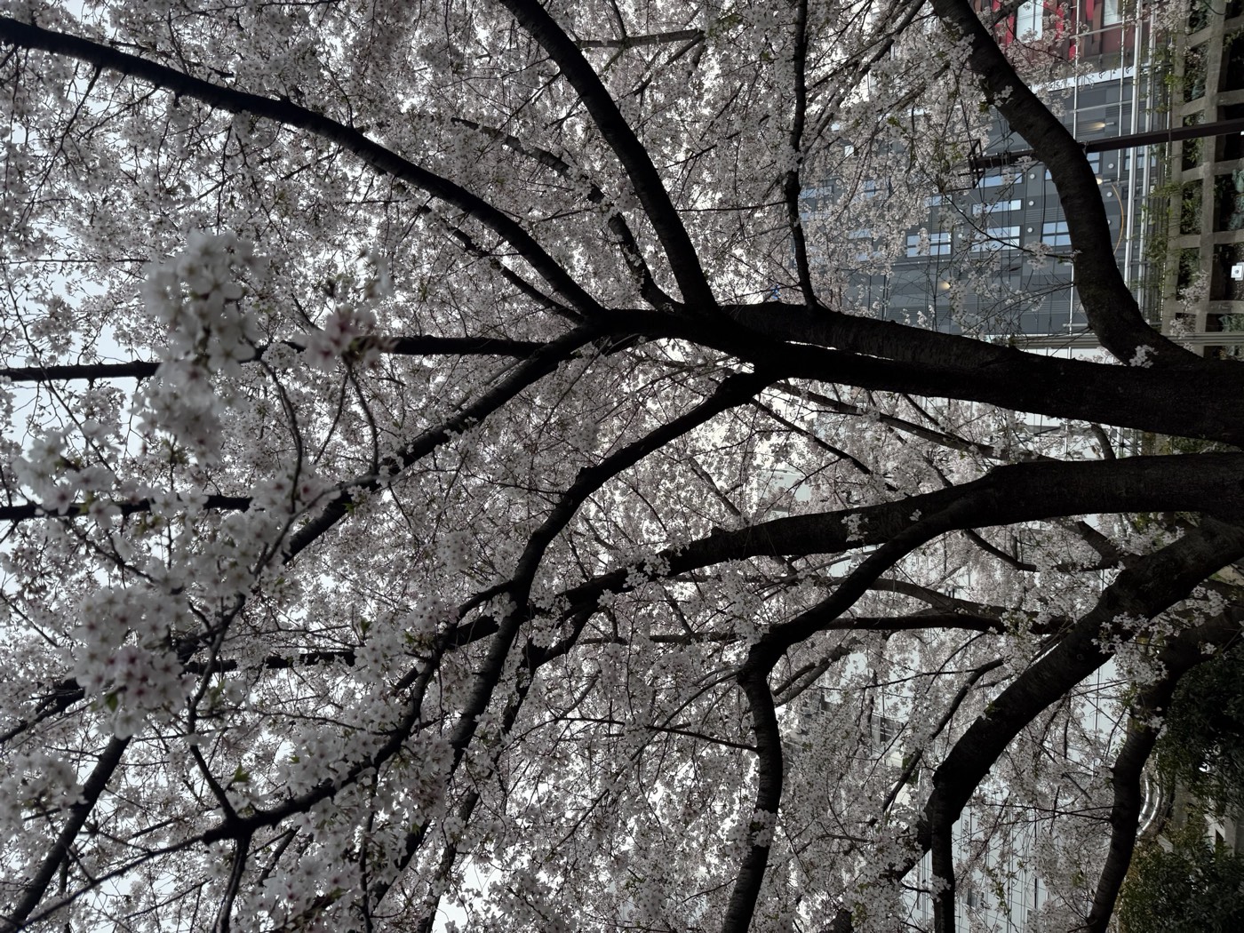 Kirschblüte in Japan
